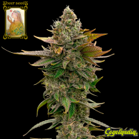 Sheer Amnesia THC - Sheer Seeds