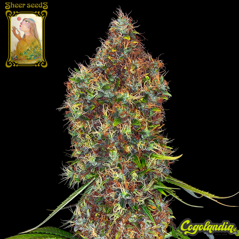 Sheer Rosenthal - Sheer Seeds