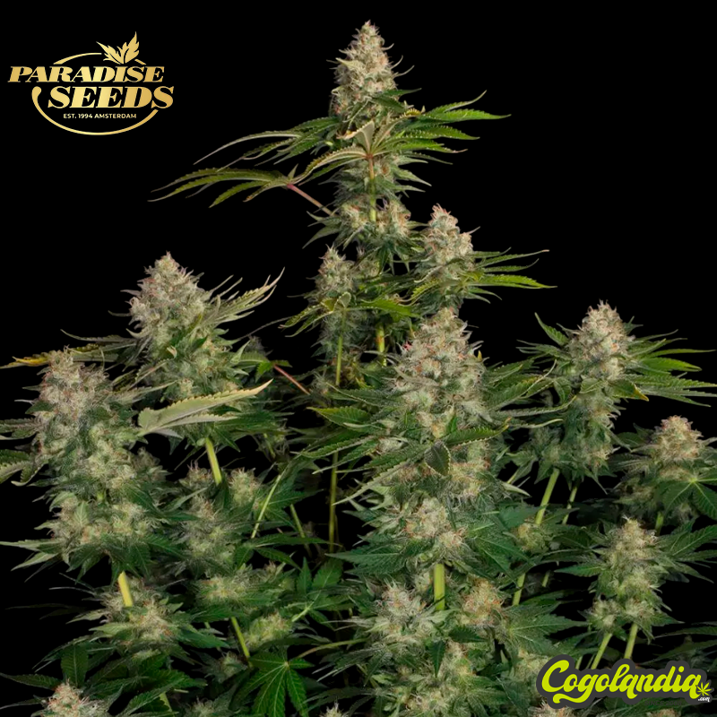 Opium - Paradise Seeds Semillas Feminizadas