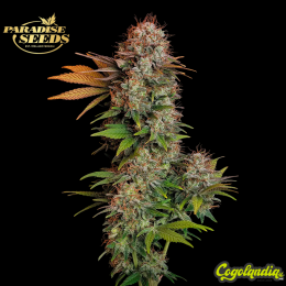 Nebula - Paradise Seeds