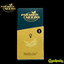 Nebula - Paradise Seeds