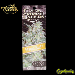 Magic Bud - Paradise Seeds