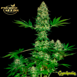 Jacky White - Paradise Seeds