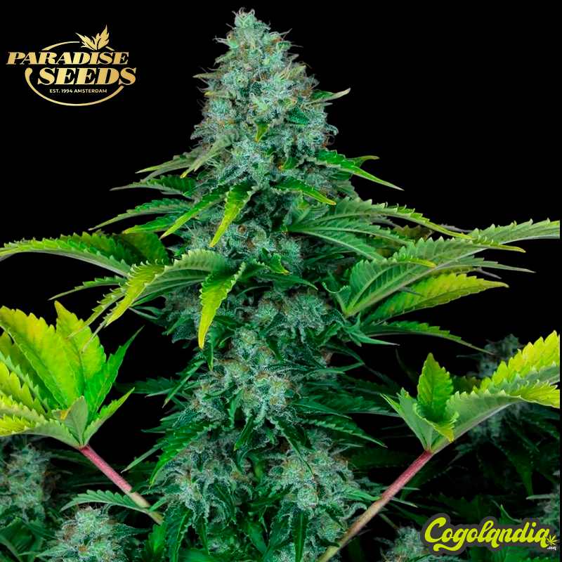 Ice Cream - Paradise Seeds