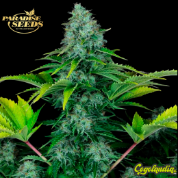 Ice Cream - Paradise Seeds