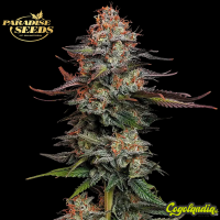 Durga Mata - Paradise Seeds