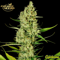 Delahaze - Paradise Seeds