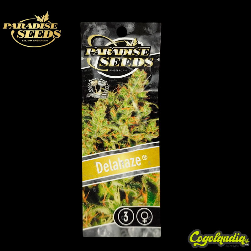Delahaze - Paradise Seeds