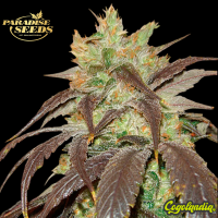 Spoetnik n1 - Paradise Seeds