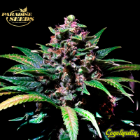 Sweet Purple - Paradise Seeds