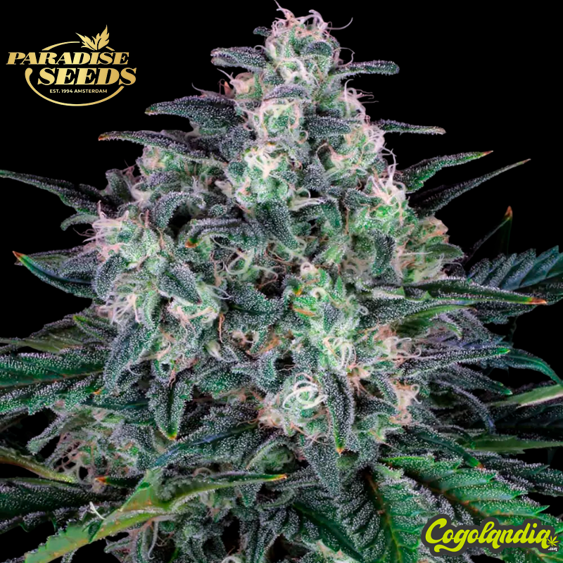 Original White Widow - Paradise Seeds