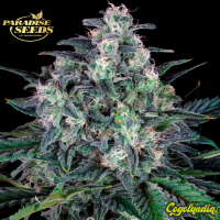 Original White Widow - Paradise Seeds