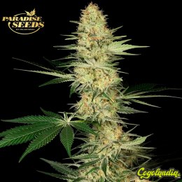 Lucid Bolt - Paradise Seeds