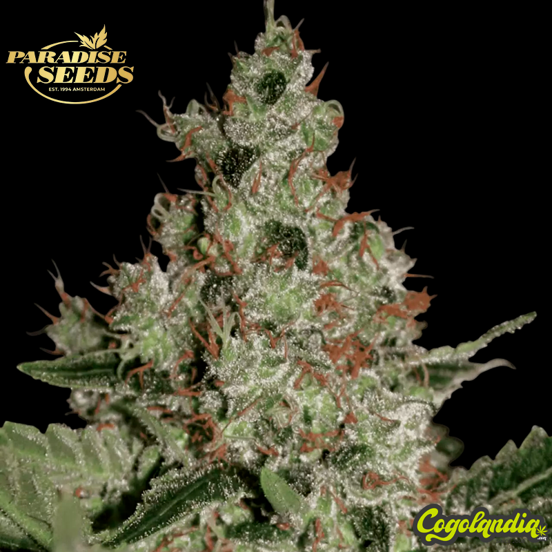 Acid - Paradise Seeds