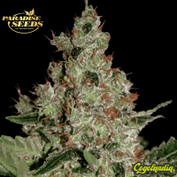 Acid - Paradise Seeds