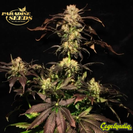 White Berry - Paradise Seeds