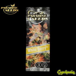 White Berry - Paradise Seeds