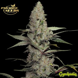 Wappa - Paradise Seeds