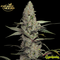 Wappa - Paradise Seeds