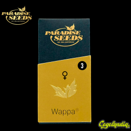 Wappa - Paradise Seeds