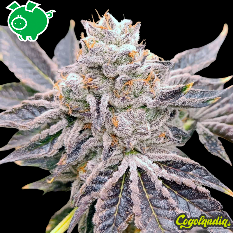 Euskal Zkittlez - Genehtik Seeds