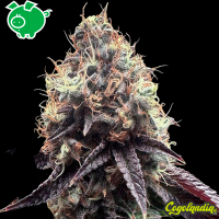 Bilbo Pound Cake - Genehtik