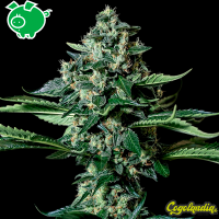 Gorilla Bilbo - Genehtik