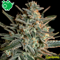 Sweet Bilbo - Genehtik Seeds Semillas Feminizadas