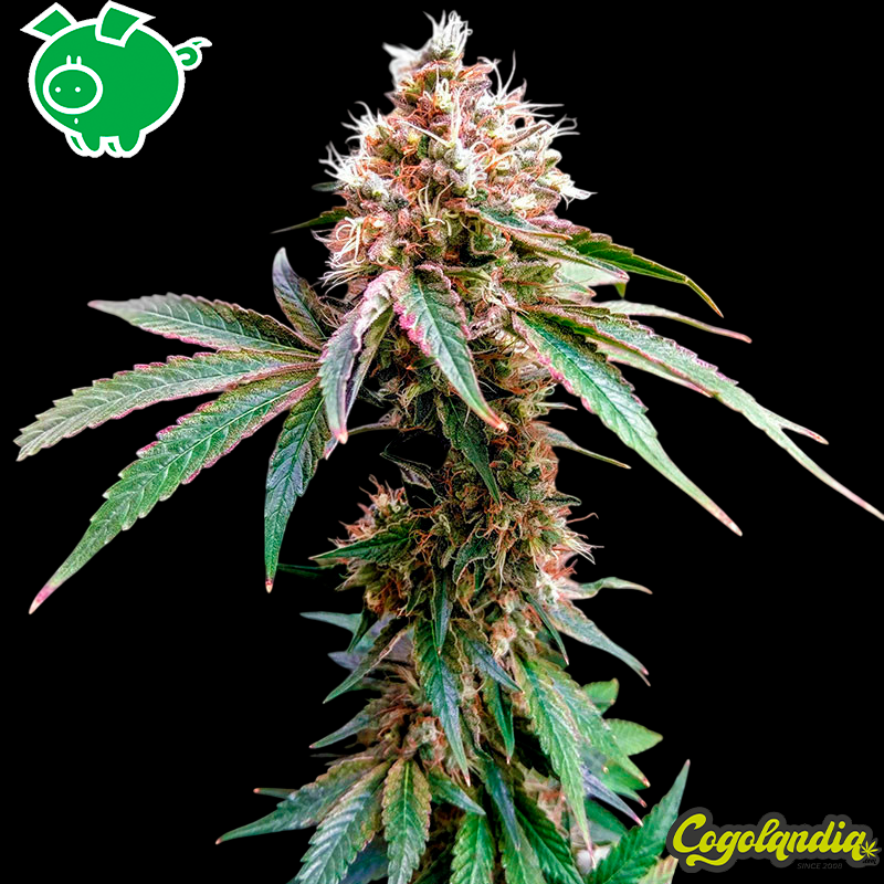 Zuri Widow - Genehtik Seeds Semillas Feminizadas