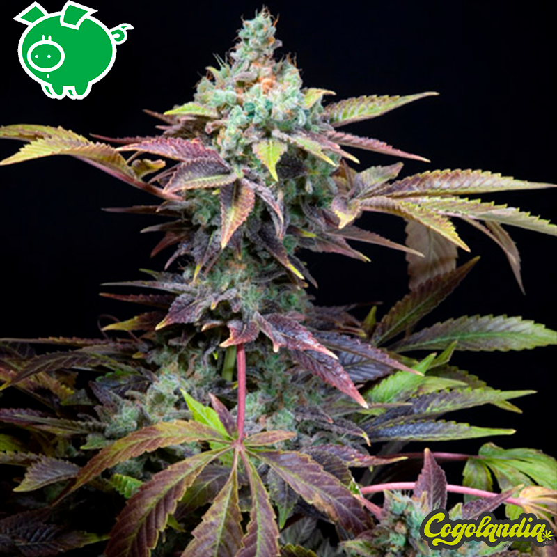 Txomango - Genehtik Seeds Semillas Feminizadas
