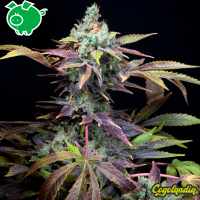 Txomango - Genehtik Seeds Semillas Feminizadas