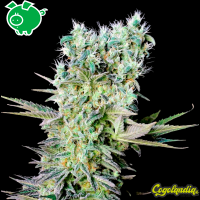 Northern Light X - Genehtik Seeds Semillas Feminizadas