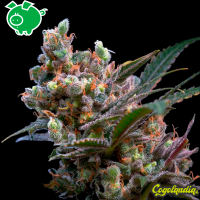 Kritikal Bilbo - Genehtik Seeds