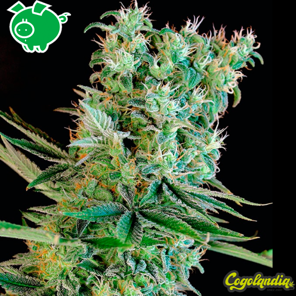 Amnesia Bilbo - Genehtik Seeds Semillas Feminizadas