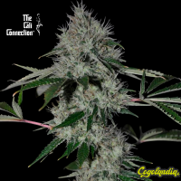 Chem 4 OG - The Cali Connection