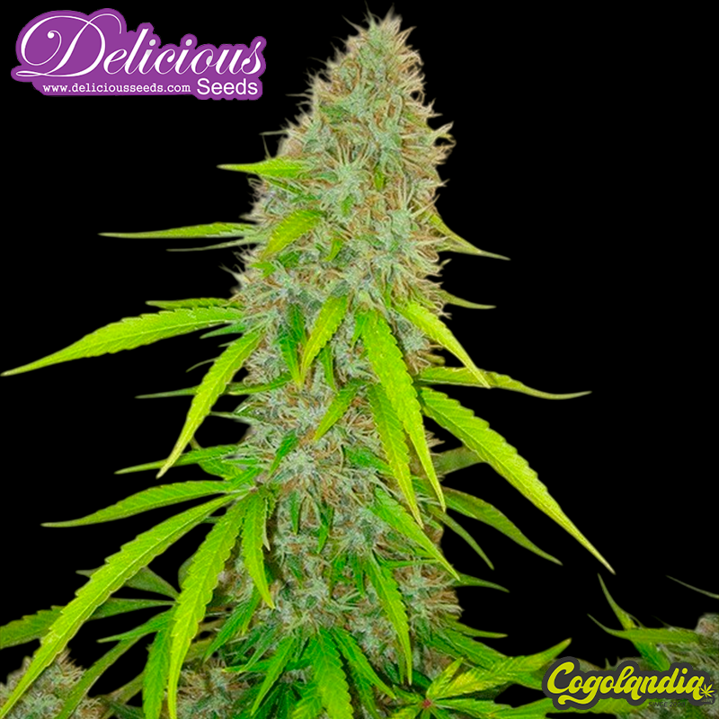 Critical Jack Herer - Delicious Seeds