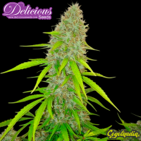 Critical Jack Herer - Delicious Seeds