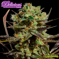 Delicious Candy - Delicious Seeds Semillas Feminizadas
