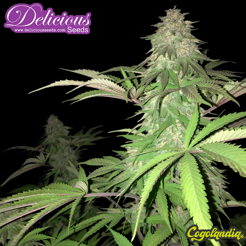 Unknown Kush - Delicious Seeds