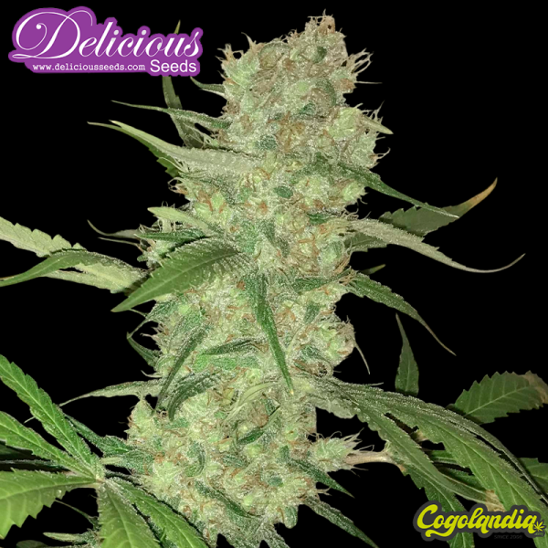 Sugar Candy - Delicious Seeds Semillas Feminizadas