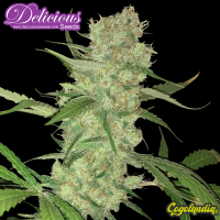 Sugar Candy - Delicious Seeds Semillas Feminizadas