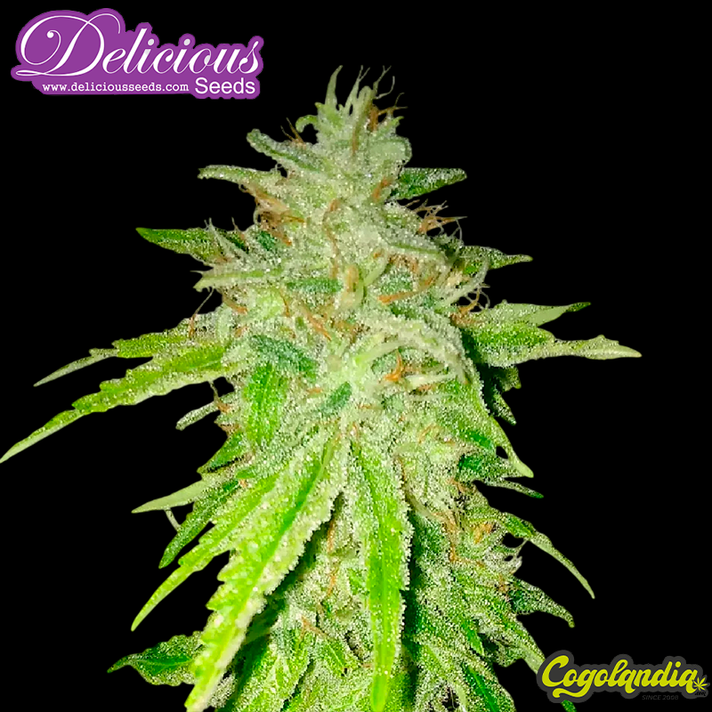 Original Jua Herer - Delicious Seeds