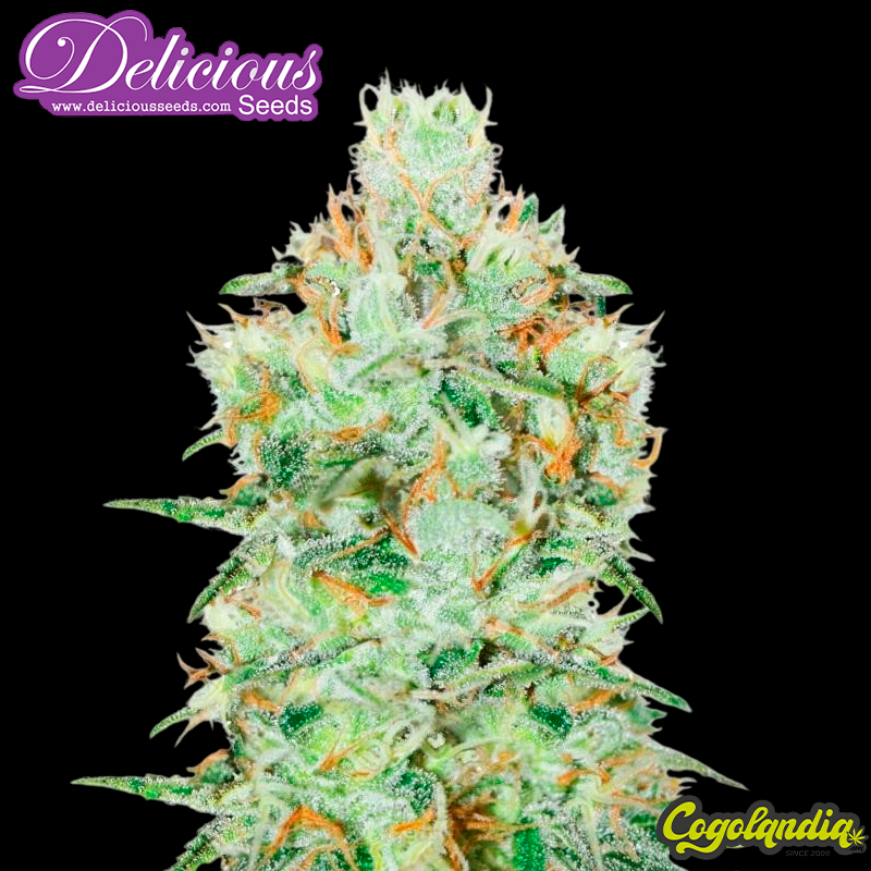Jägg Kush - Delicious Seeds
