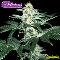 Critical Sensi Star - Delicious Seeds Semillas Feminizadas