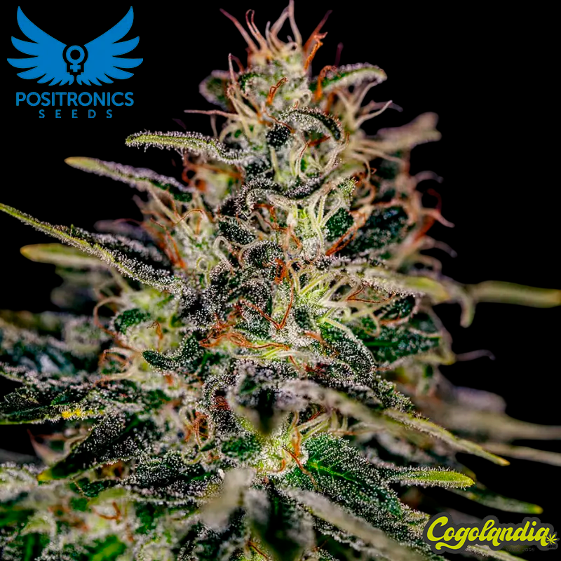 Alien Cookies Fast Version - Positronics