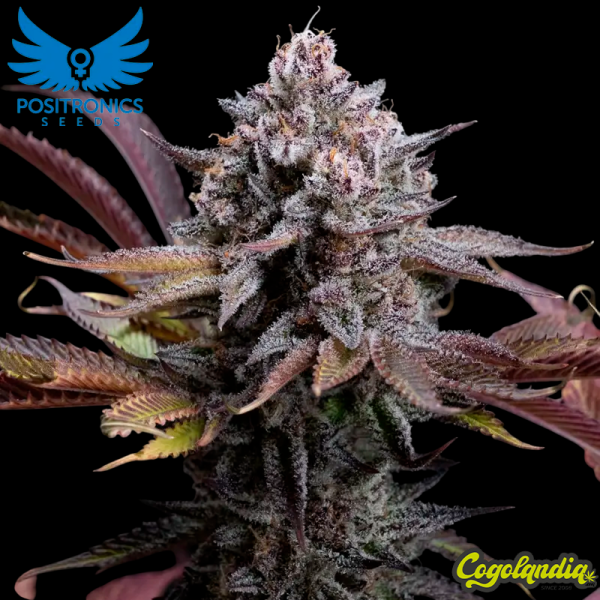 Spicy Cherry - Positronics