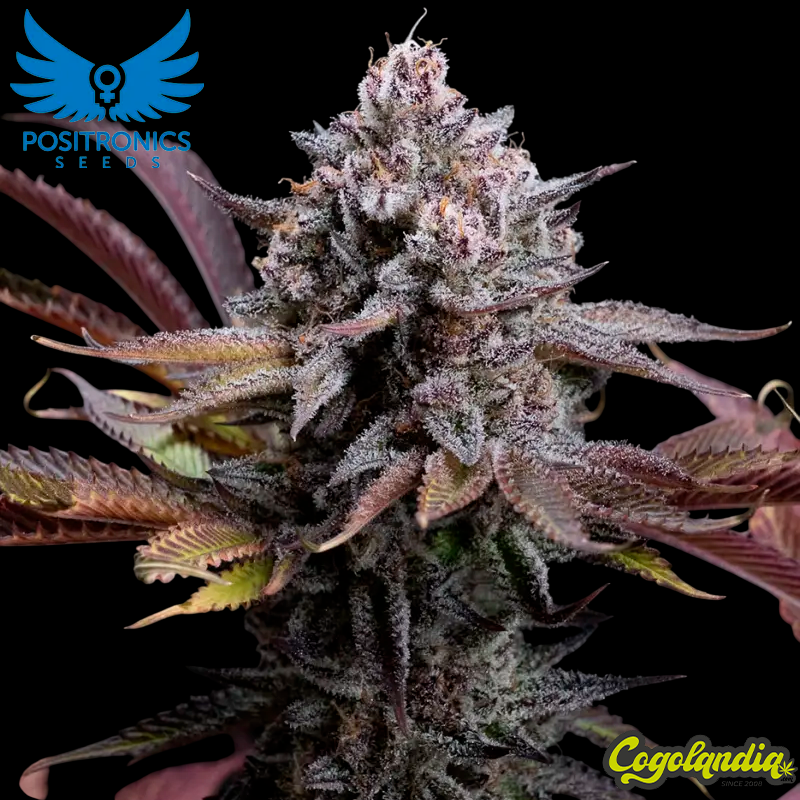 Spicy Cherry - Positronics