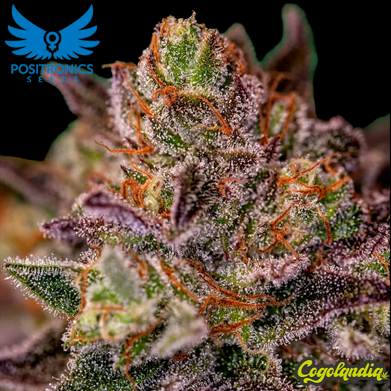 Purple Cherry - Positronics