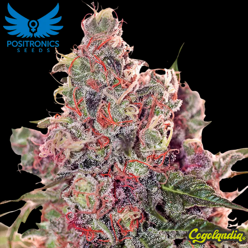 Grapefruit - Positronics