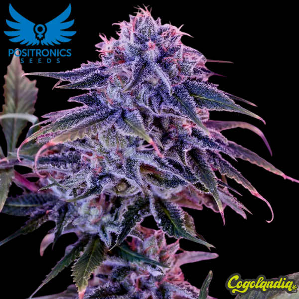 Blue Rhino - Positronics